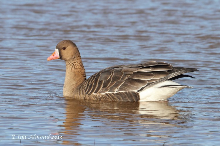 White fronted Goose on water  VP 28 1 13  IMG_3310